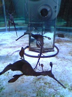 �^�c�m�I�g�V�S