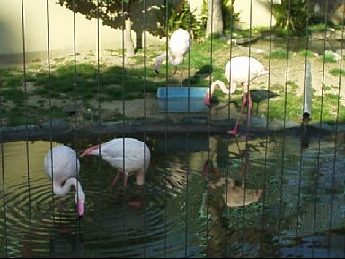 �t���~���S