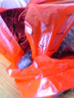 040722_03.jpg(20377 byte)