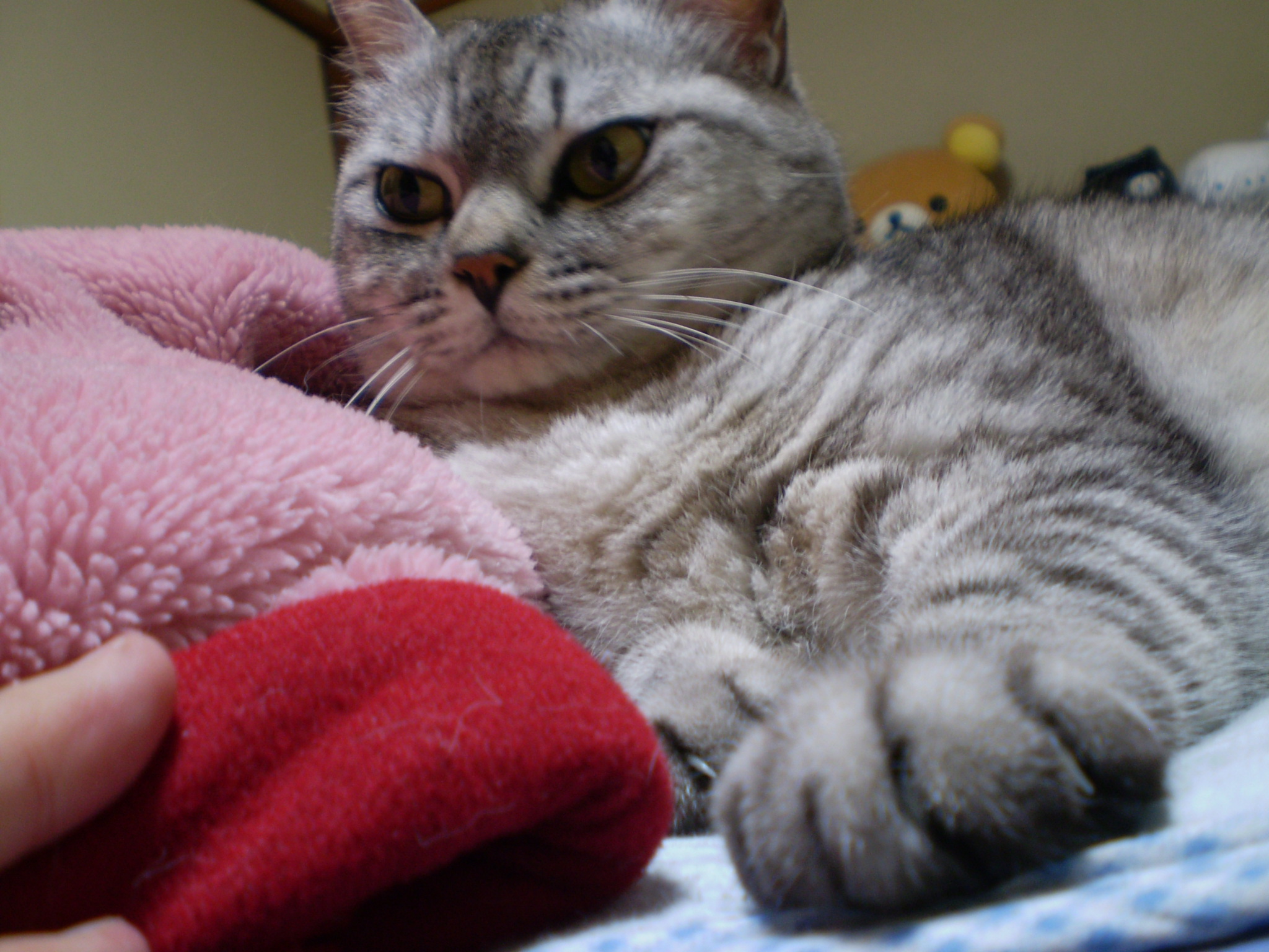 �ǂ�����X